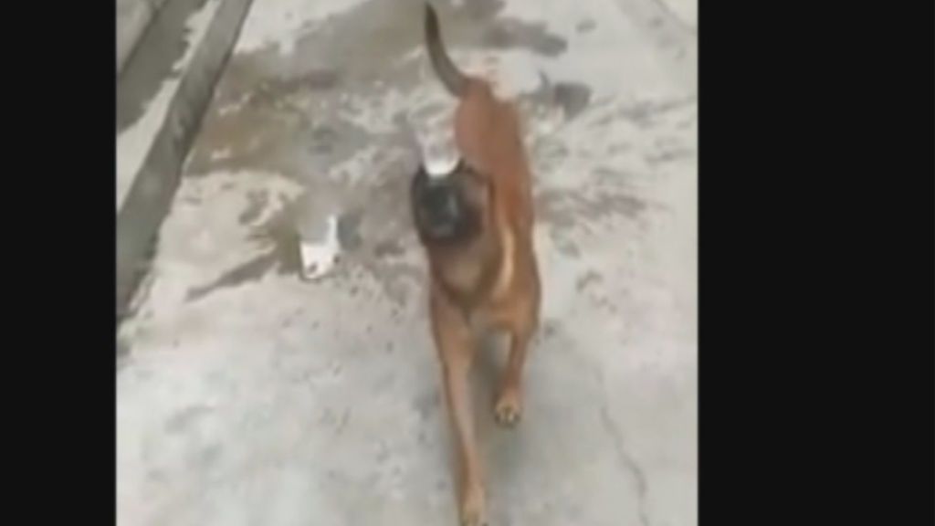 Un perro lleva un vaso de agua en el hocico y desata la polémica en las redes sociales