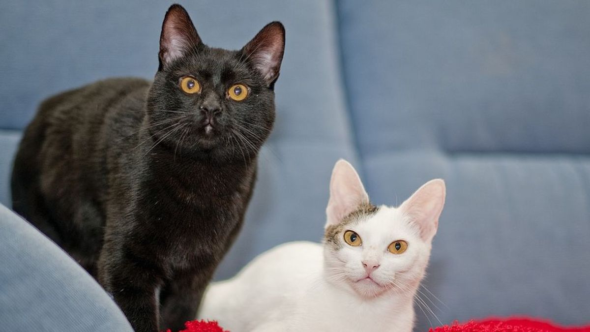 El mes de octubre, la peor pesadilla para los gatos negros y blancos