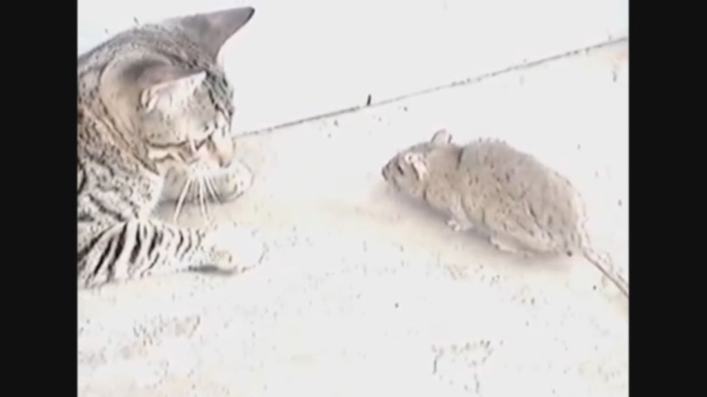 Pelea viral entre un tímido gato y una "rata karateka"