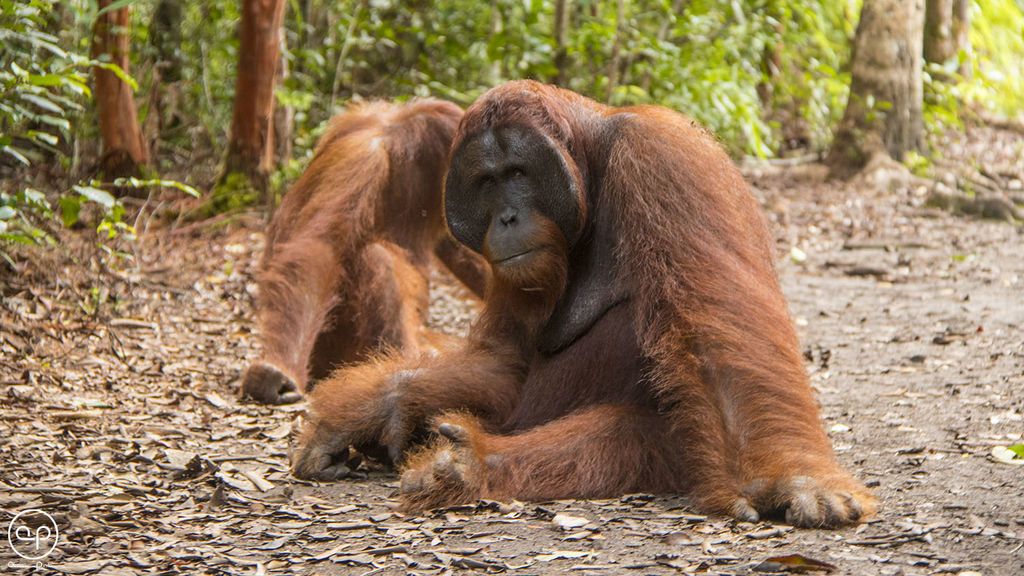 La palma que destruye Borneo