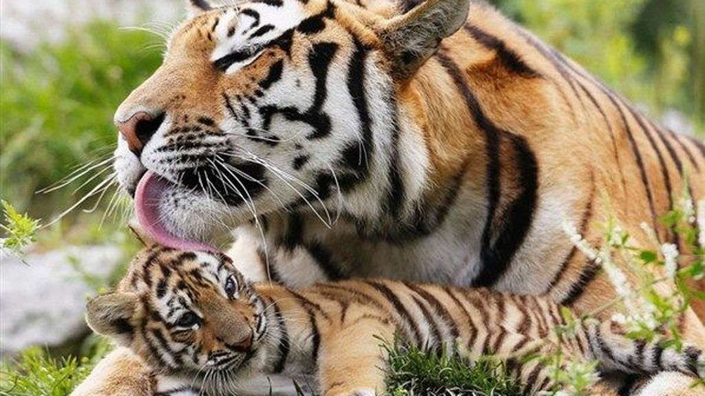 China retrocede 25 años, legaliza el cuerno de rinoceronte y el uso de hueso de tigre