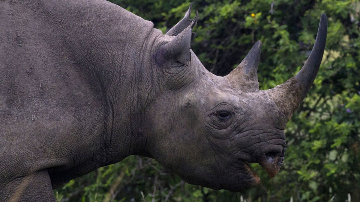 Muere un rinoceronte negro en un zoo de Francia cuando intentaban extraerle su semen