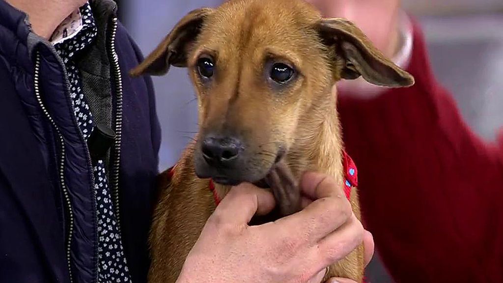 Rooni, un cachorro de siete meses que fue maltratado y busca una familia de verdad
