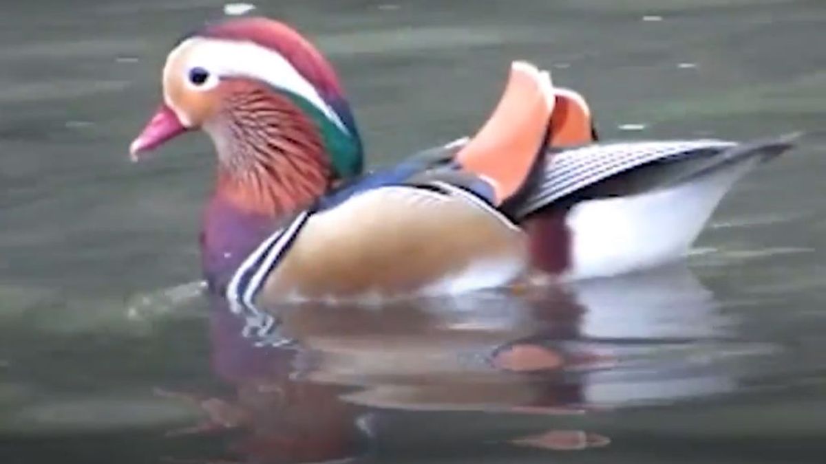 Un pato mandarín, la nueva estrella de Central Park de Nueva York