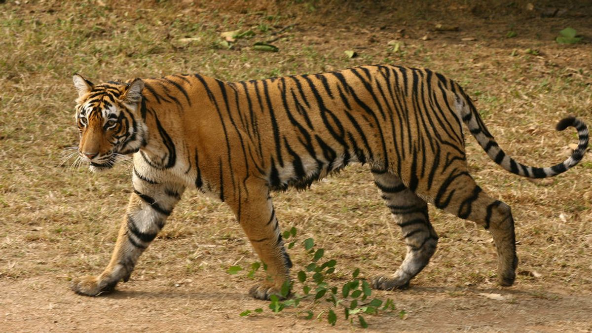 tigresa-india