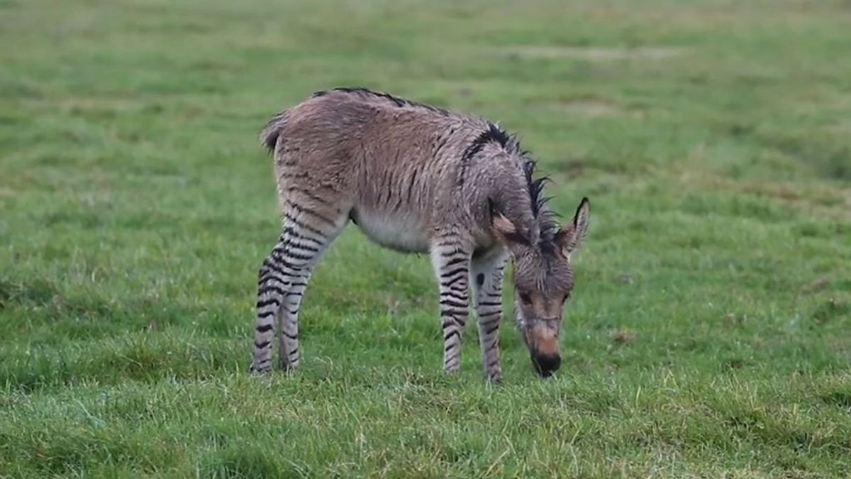 Impacto mundial tras nacimiento de un "zonkey": así es el extraño cruce entre una cebra y un burro