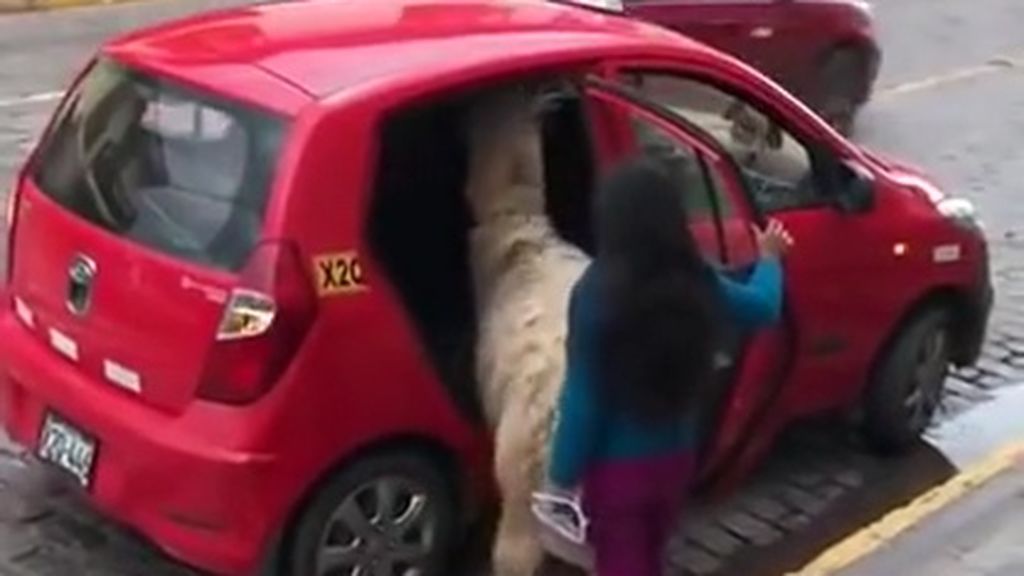 Cuando tu mascota es una llama y tienes que coger un taxi en Cuzco (Perú)