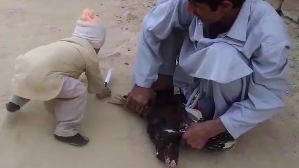 La rabia de un niño salva la vida de la gallina que su padre iba a sacrificar