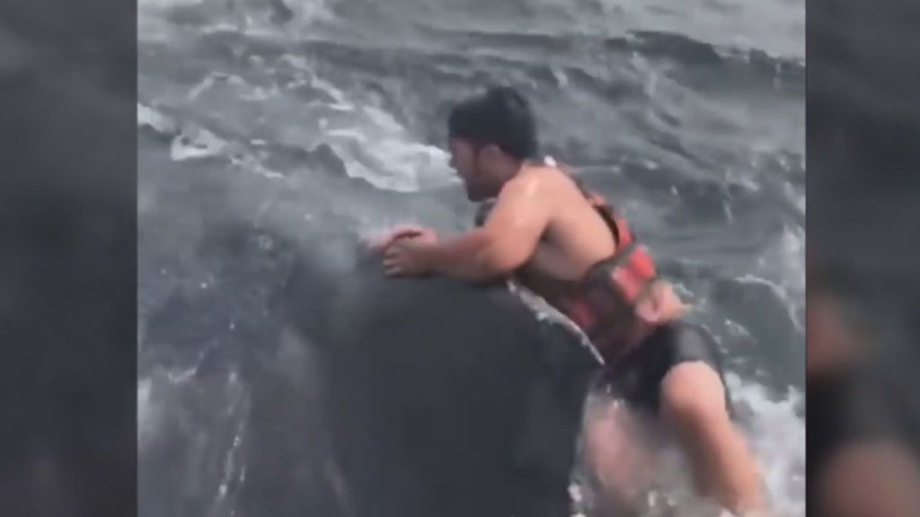 Heroico rescate de una ballena en California