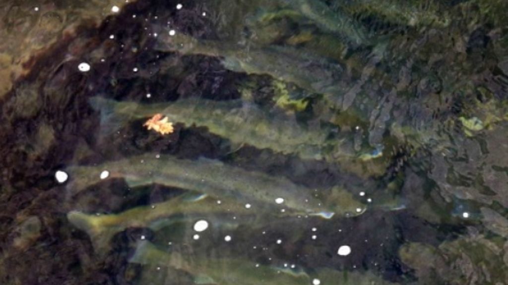 El cambio climático se ceban con los peces de río: tienen la mayor tasa de extinción El cambio climático se ceban con los peces de río: tienen la mayor tasa de extinción