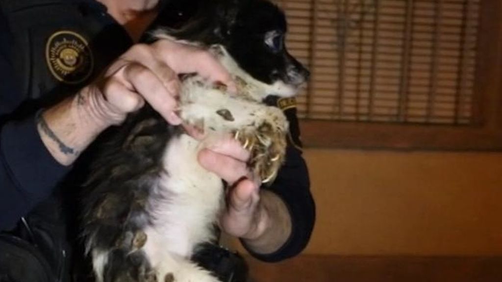 Desmantelada en Alicante un criadero de perros clandestino
