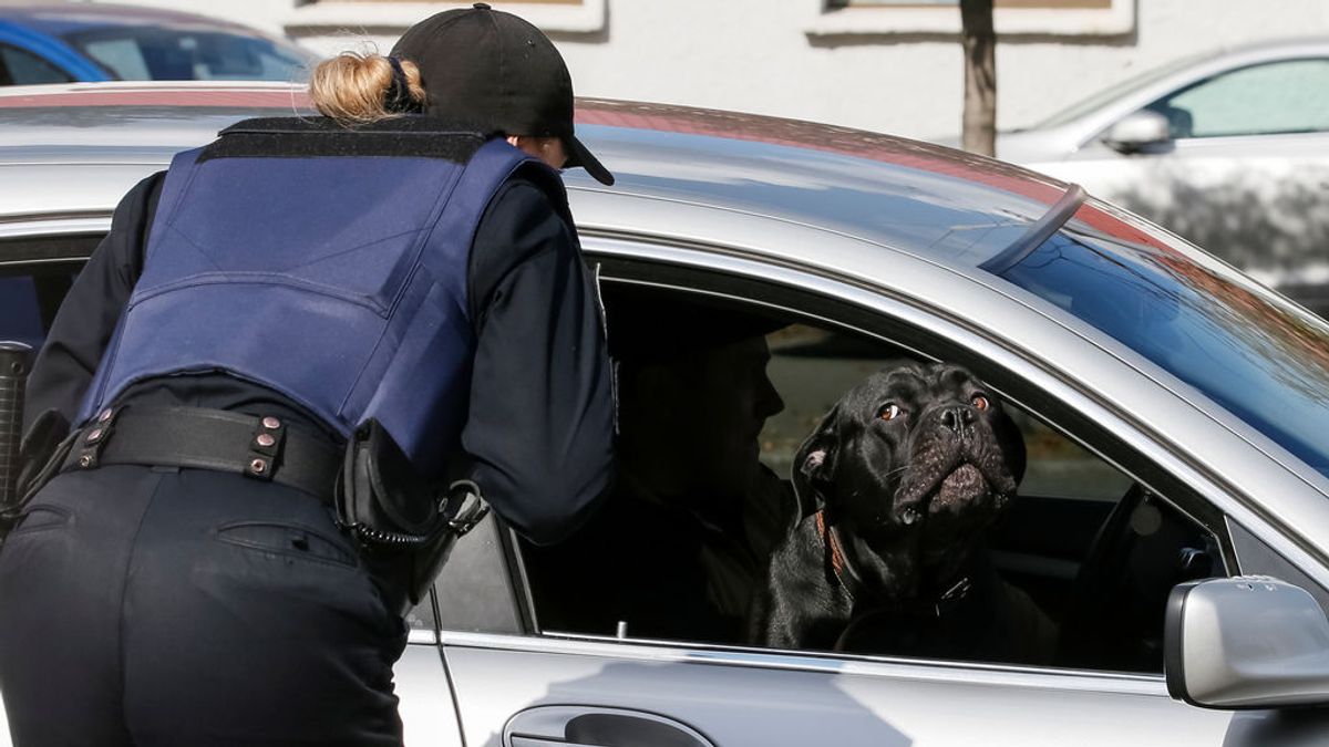 Viajar con tu mascota suelta dentro del coche, ¿tiene multa?