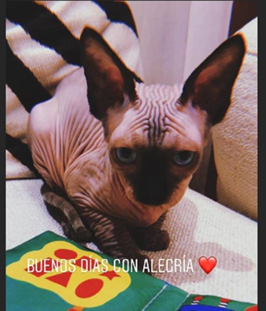 Gato Georgina