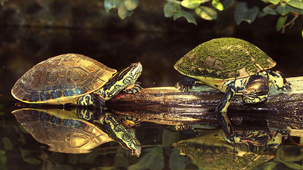 Dos tortugas pintadas siamesas causan sensación en Cuba
