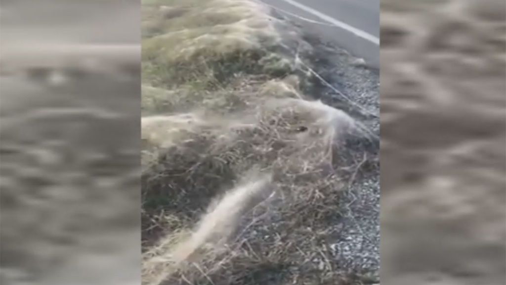 Extraño fenómeno en una carretera de EEUU cubierta de arañas y enormes telarañas