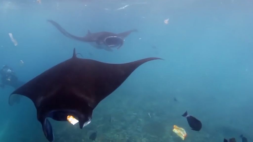 La dramática escena que se encontró un buceador en Bali (Indonesia)