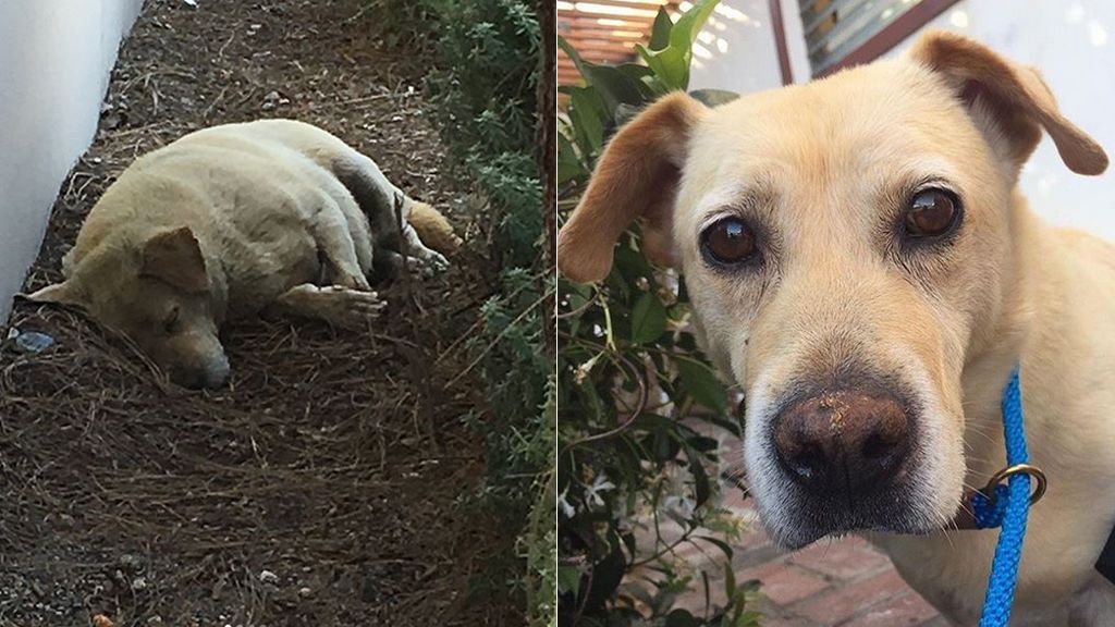 Espera una nueva familia tras ser abandonado durante una mudanza