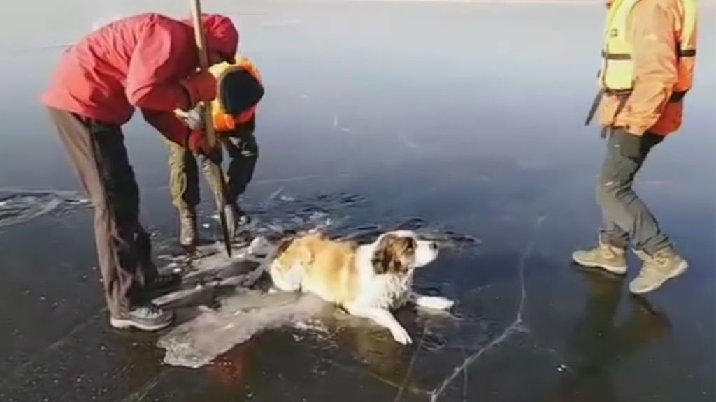 Rescatan a un perro atrapado en el hielo de un lago en Rusia