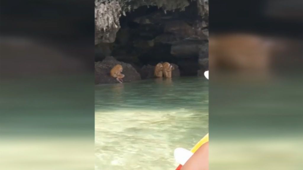 “La situación más surrealista” de unos turistas al toparse con unas extrañas 'criaturas' en Tailandia