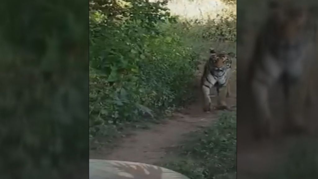 Impactante vídeo de la persecución de un tigre a un grupo de turistas