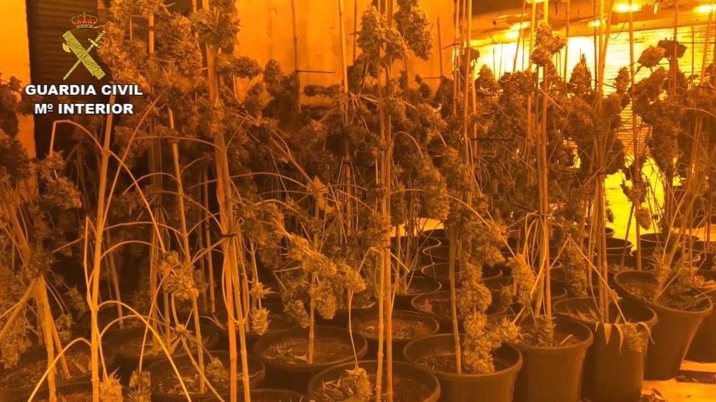 El aviso de un colegio de Vícar por el fuerte olor a marihuana desmantela una plantación en unos dúplex