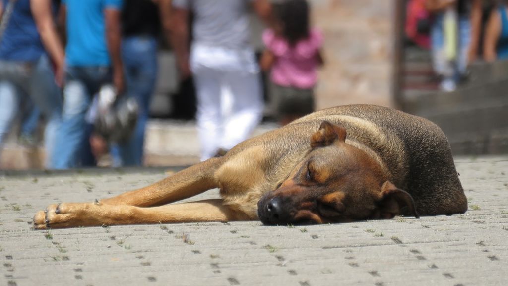 El Hachiko de Mongolia: espera durante 80 días a su dueña en la carretera