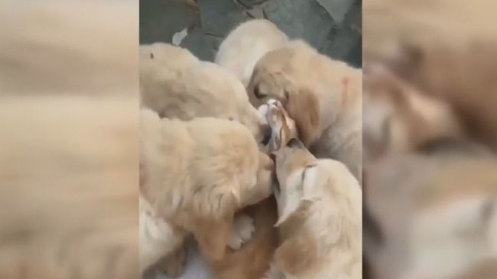 El amor de estos animales no entiende de razas: seis perros se comen a besos a un gato