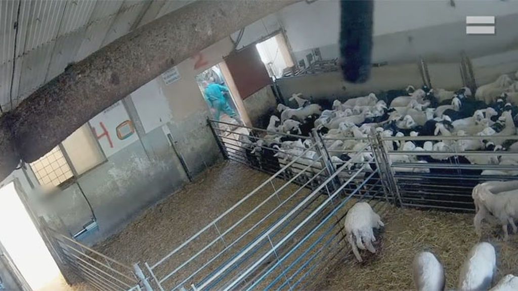 Denuncian el trato brutal que sufren los animales de un matadero en Segovia