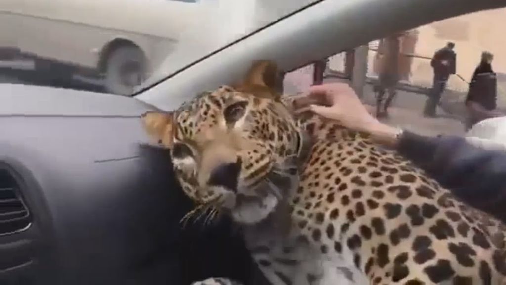 El inusual viaje de un taxista: llevar a un leopardo con su dueño