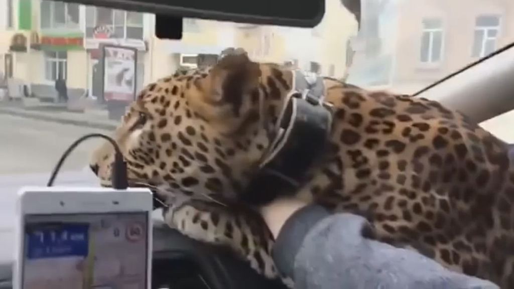 Pide un taxi para transportar a su "gato grande" y monta a un leopardo