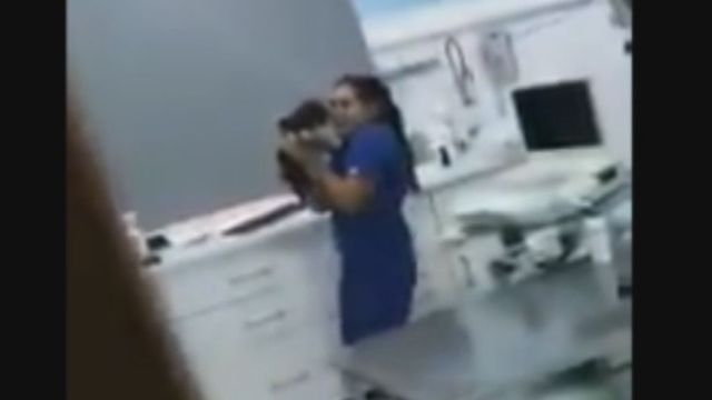 Ojo Así Es Como Los Veterinarios Tratan A Tus Mascotas Cuando Nadie Les Ve 5258