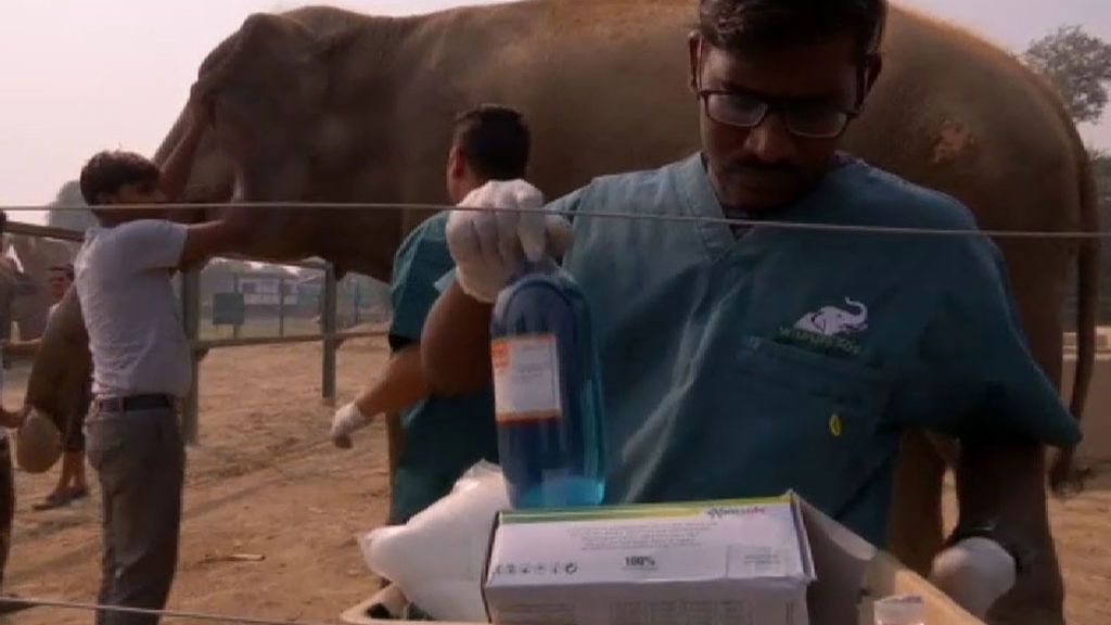Inauguran en la India el primer hospital para elefantes liberados tras un cautiverio