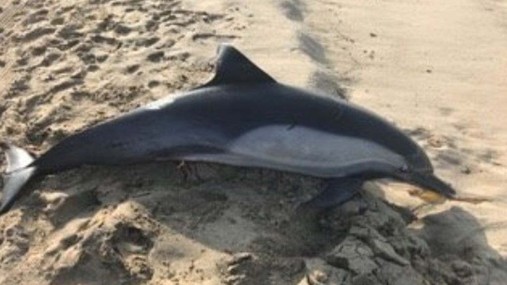 Matan a un delfín de un disparo en California