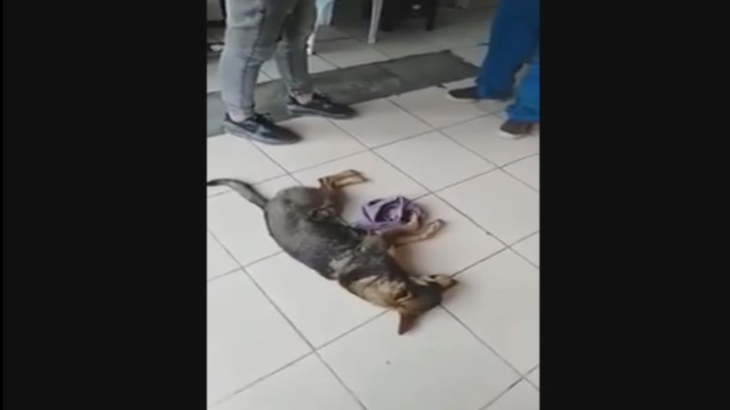 Viral indignante: veterinario se niega a atender a un perro callejero porque no le pagan