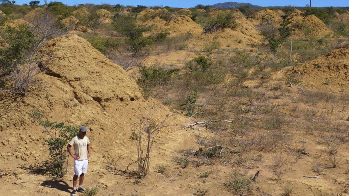 Descubren la mayor estructura del planeta: hecha por termitas y con 4.000 años de antigüedad