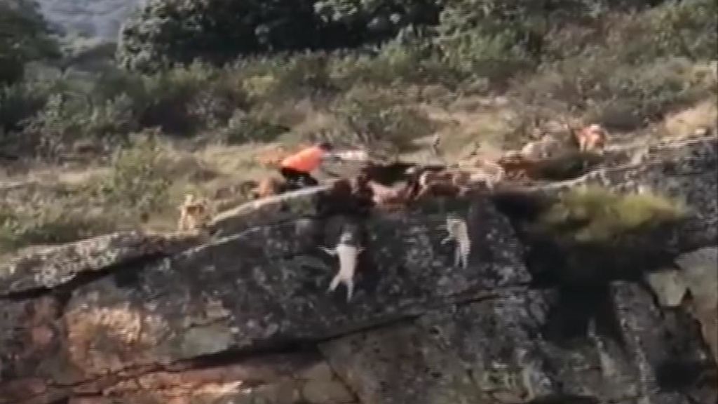 El vídeo de los 12 perros despeñándose en una cacería reabre el debate contra la caza
