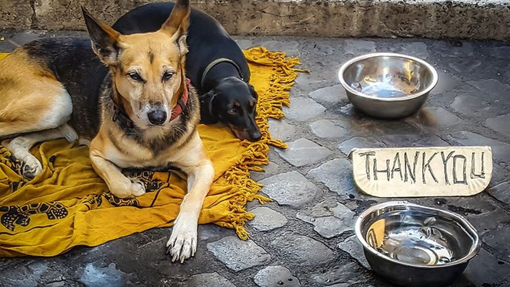 Un Ikea de Italia abre sus puertas para acoger a perros callejeros