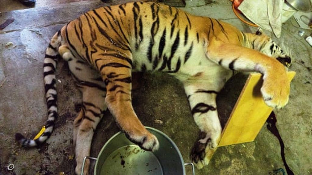Comercio ilegal de animales en Europa: Descubren un matadero de tigres en Republica Checa