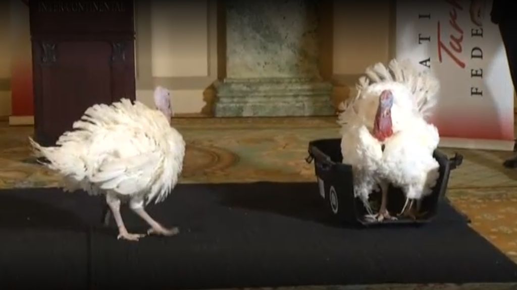 Guisante y Zanahoria, los dos pavos que llegan a la Casa Blanca por Acción de Gracias