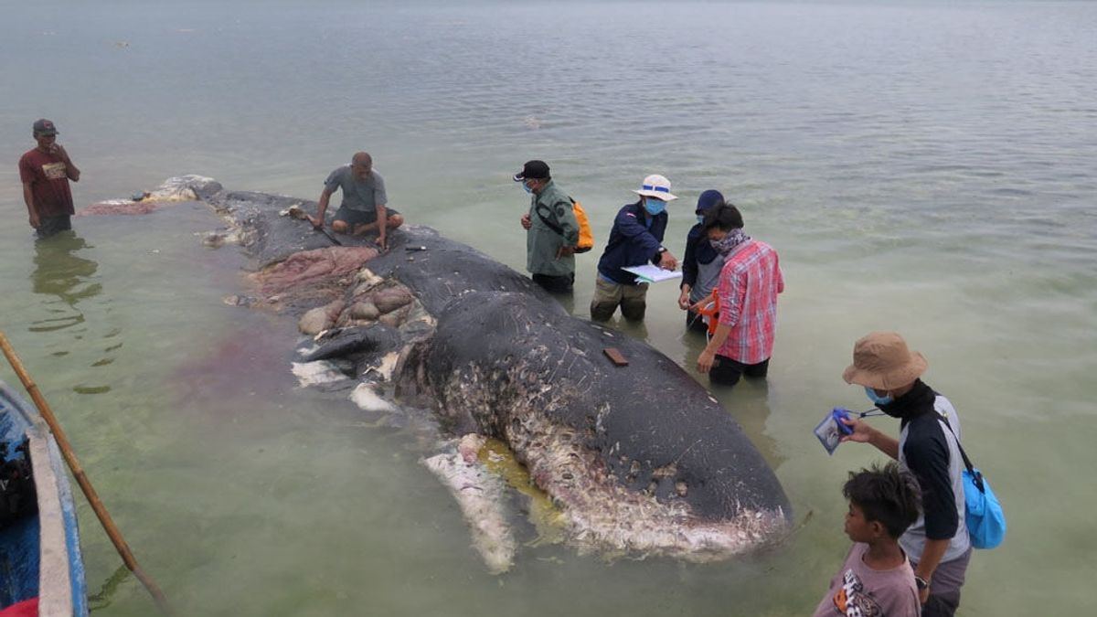 El cadáver de una ballena con más de 1.000 plásticos en su estómago evidencia el grave problema en nuestros mares