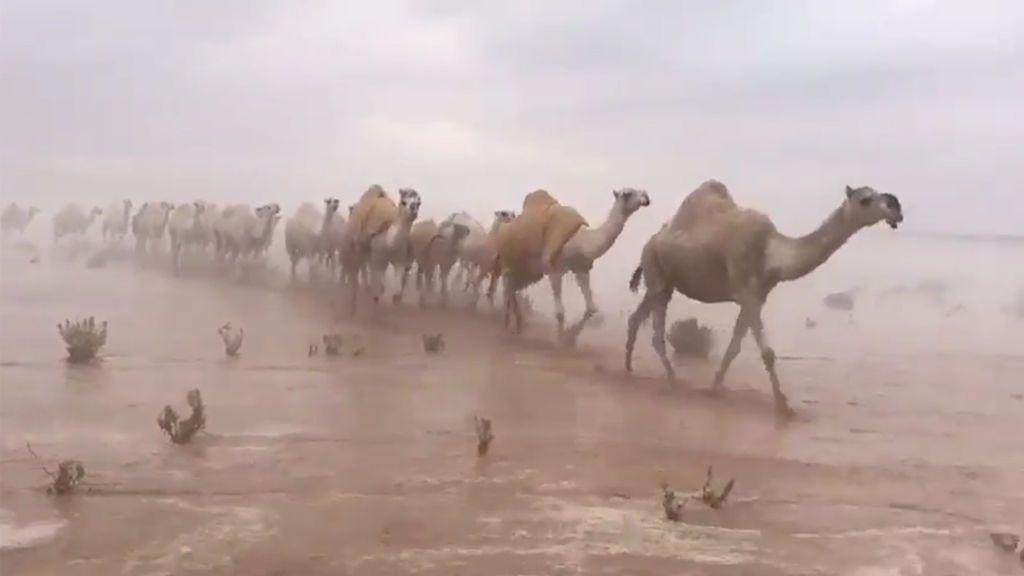 Atrapados en una brutal tormenta en mitad del desierto junto a un rebaño de camellos