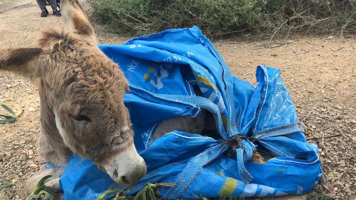 Muere un burro bebé abandonado en una bolsa de plástico en Alicante