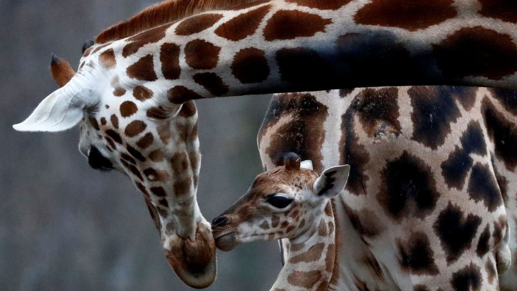 'Baby Ella', la nueva estrella del zoo de Berlín