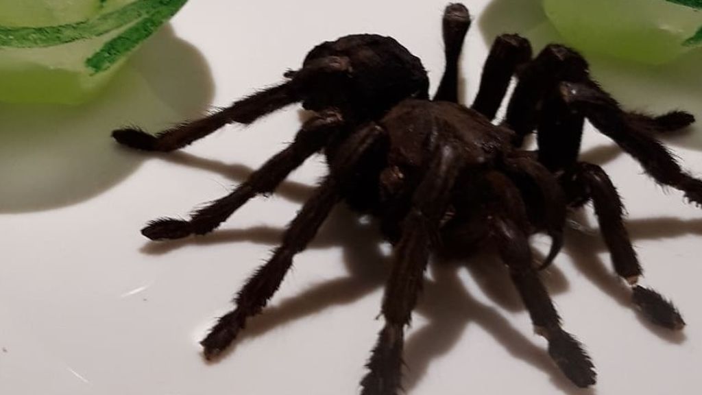 Tarántula frita