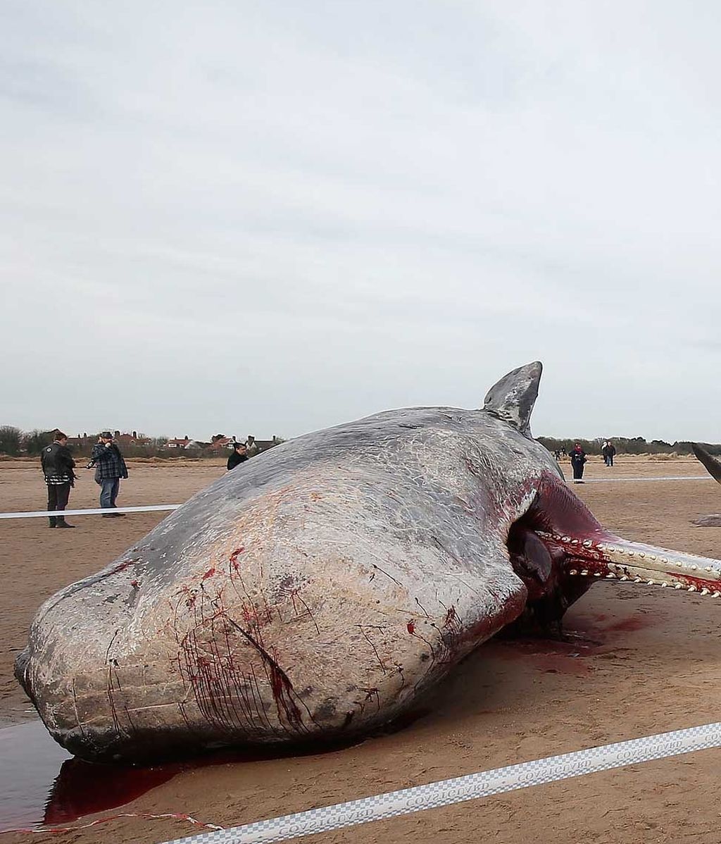 QT29wrtk5EIf1FCGoaxPX