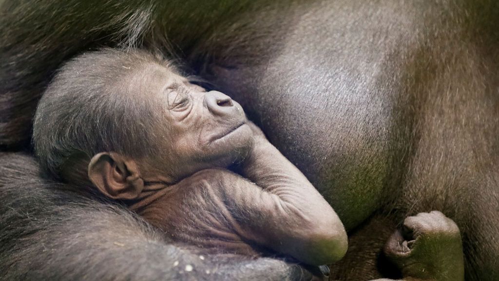 El zoo de Moscú acoge a un ejemplar de gorila en peligro de extinción