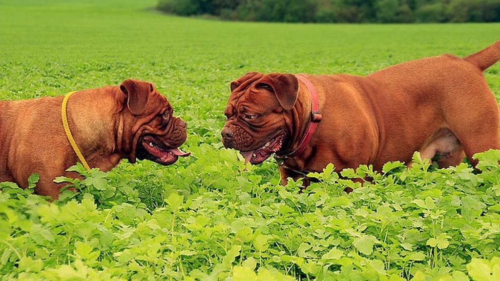 Las víctimas de Colmenar de la Oreja adoraban a sus perros