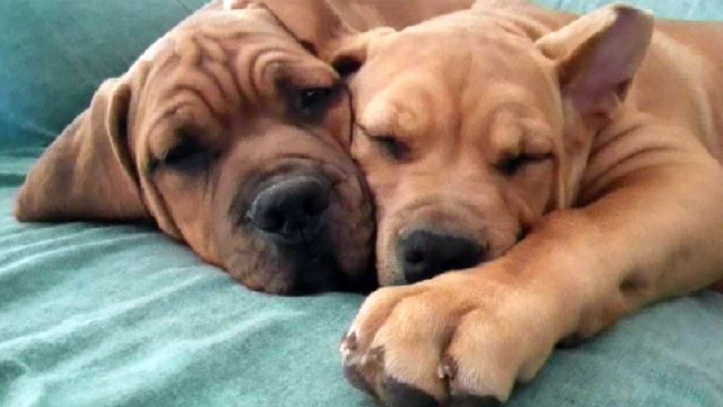 El Seprona sospecha que los dos dogos de burdeos que mataron a sus dueñas están cruzados con American Stanford