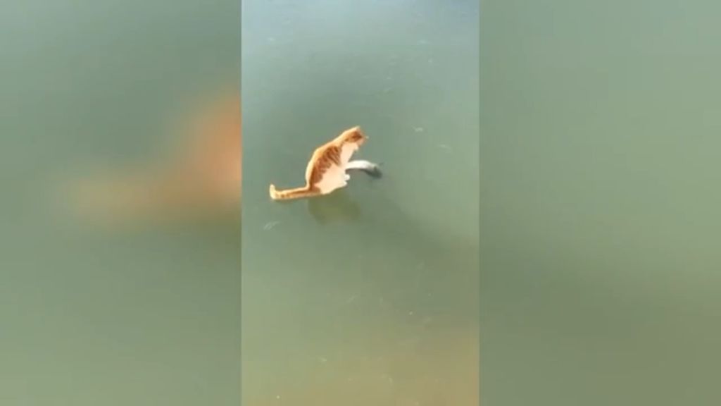 Un gato intenta capturar a un pez atrapado en el hielo de un estanque