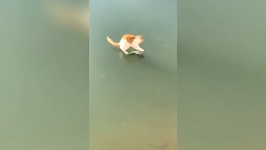 Gato intenta atrapar a un pez congelado en un estanque